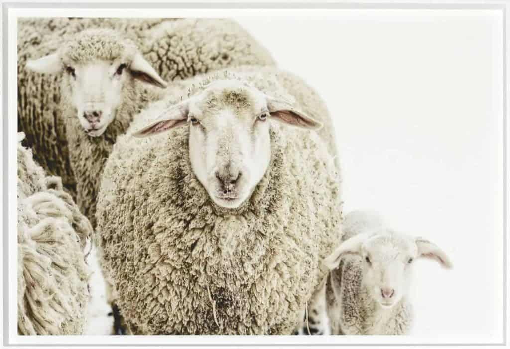 Wooly Stare Print