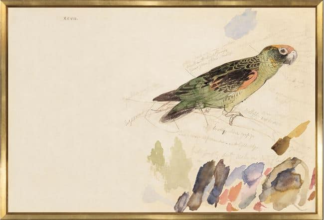 Lear Parrott