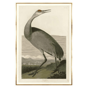 Whooping Crane Print