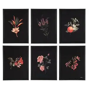 Wallflower Collection