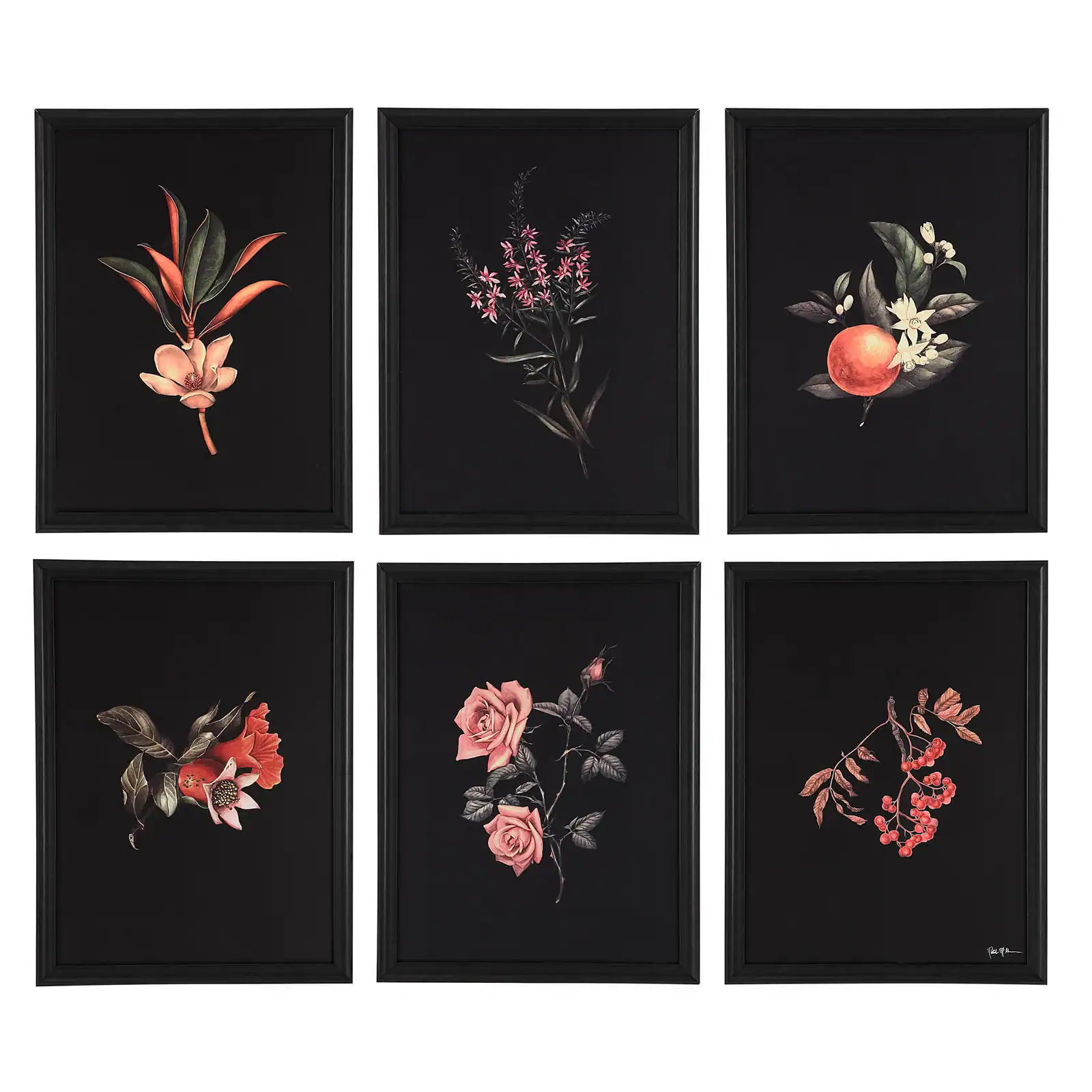 Wallflower Collection