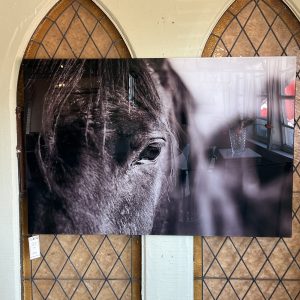 Acrylic Horse Print